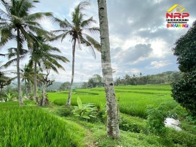 Dijual Tanah Sawah Murah di Desa Segobang, Licin1