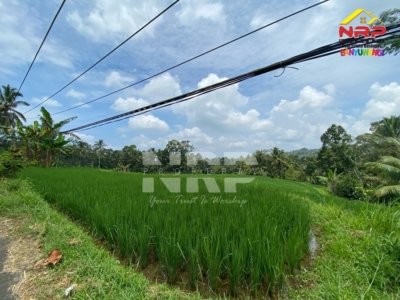sawah dijual di licin2