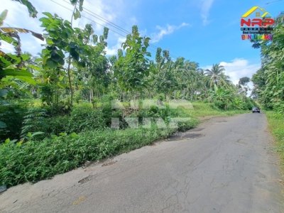 Dijual Tanah Kebun Jati Tepi Jalan Desa Kelir – Banyuwangi, SHM Luas 1.122 m²