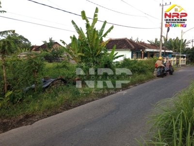 tanah sawah dijual di blimbingsari banyuwangi