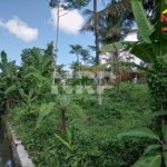 dijual kebun di banyuwangi