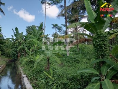 dijual kebun di banyuwangi
