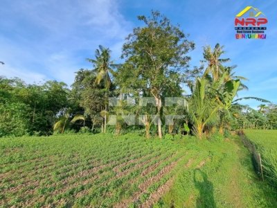 Dijual Tanah Sawah Murah 940 m² SHM di Rejosari Banyuwangi – Dekat Jalan Utama & Kantor Desa