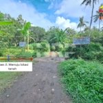 tanah kebun kelapa sengon dadapan banyuwangi