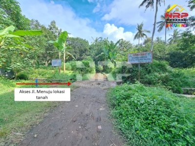 tanah kebun kelapa sengon dadapan banyuwangi