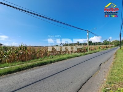 harga sawah 3 hektar di Banyuwangi