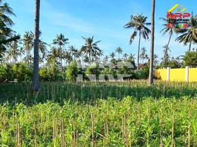TANAH DIJUAL WONGSOREJO BANGSRING BANYUWANGI