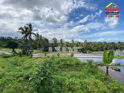 tanah dijual di licin banyuwangi