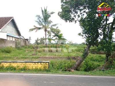 jual sawah murah di banyuwangi