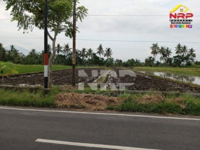 jual sawah murah di banyuwangi