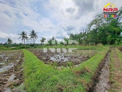 Disewakan tanah sawah 1.893 m² SHM di Rejosari Banyuwangi, akses jalan kaki, irigasi tersedia, cocok untuk tanam padi atau polowijo. Harga 4 juta per tahun nego.
