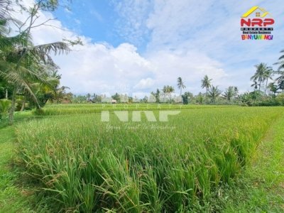 🌾 Dijual Lahan Subur Dekat Desa Adat Kemiren – Produktif & Irigasi Lancar!