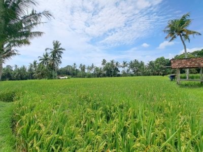 Lahan Subur Produktif 2.910 m² SHM di Kemiren Banyuwangi Dekat Desa Wisata