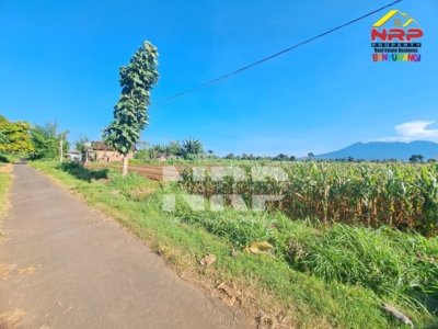 Dijual Tanah Sawah Murah Akses Aspal di Wongsorejo Banyuwangi, View Gunung & Lahan Subur Produktif