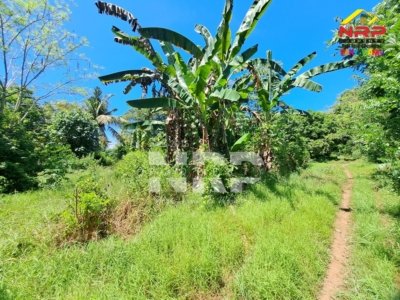 Tanah Murah 300M2 150 Juta di Bulusan Banyuwangi Dekat Pelabuhan Ketapang
