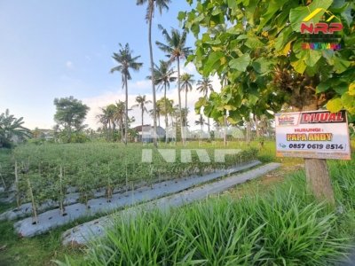 Dijual Tanah di Lingkar Ketapang Banyuwangi Dekat Akses Pelabuhan