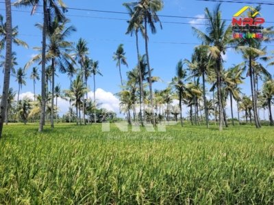 Dijual Tanah Sawah Murah Tepi Jalan Desa Gladag – Gintangan, Banyuwangi | SHM Luas 2.662 m²