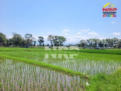 Dijual Tanah Sawah Murah Produktif di Alasmalang Banyuwangi – SHM 1.714 m² Harga 125 Juta Nego