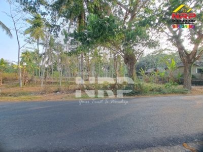 Tanah kebun produktif dijual seluas 1.270 m² di Kalipuro Banyuwangi