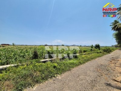 Tanah sawah murah 100 ribuan di Pondoknongko Kabat Banyuwangi dekat pantai